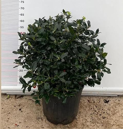 PIANTA DI AGRIFOGLIO MUTCHAGARA NELLY Compatible with STEVENS VASO CLT 18 PALLA (foto reali)