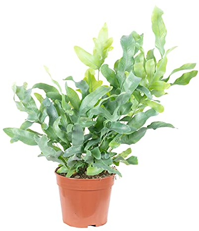 Goldtüpfelfarn - pflegeleichte Zimmerpflanze, Phlebodium aureum 'Blue Star' - Höhe ca. 40 cm, Topf-Ø 14 cm