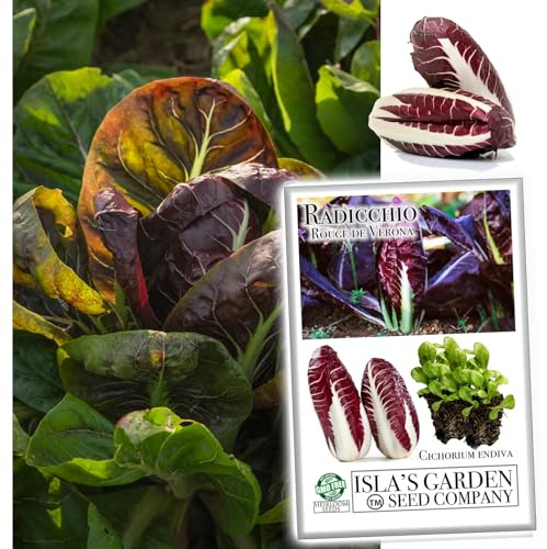 Radicchio Seeds (Rouge De Verona Radicchio), 500+ Seeds for Planting, Isla's Garden Seeds, Non GMO & Heirloom, Cichorium Endiva, Great Home Garden Gift