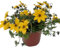 Verdecora Bidens en Maceta Ø15cm | Verbena Amarillo | Planta Colgante o de Bordura con Floración Abundante | Ideal para Jardines y Balcones