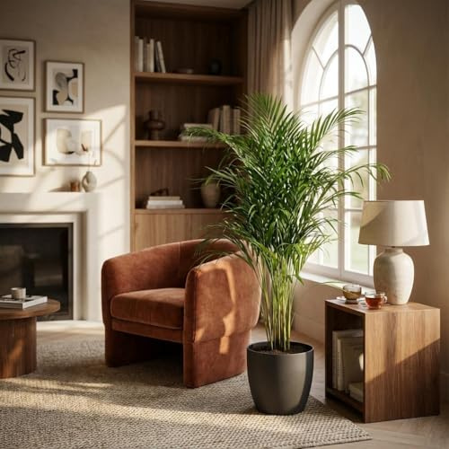 Green boutiQ - Plante d'intérieur - Palmier doré - Dypsis Lutescens Areca - Vert - Peu d'entretien - 1 Plante - avec Potter Gris - Pot 21cm - Hauteur 90-100cm