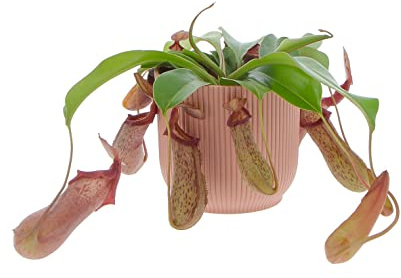 KENTIS - Pianta Nepenthes - Monkey Jars - Piante Vere da Interno - Pianta Carnivora Vera Cattura Mosche Insetti - Vaso Ø 14 cm