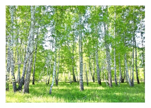 WallArena – fleece fototapet skog 350 x 250 cm – fototapeter – för vardagsrum sovrum – fibertapet tapet tapet 3D-effekt – inklusive lim – björkar natur landskap grön