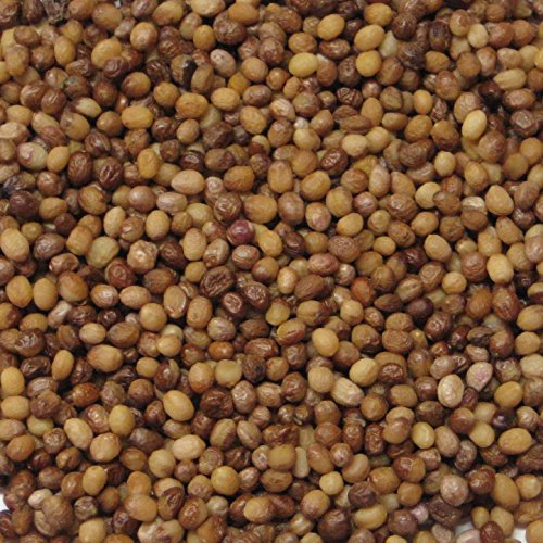 25 buisson ardent Bonsaï Seed pack Euonymus Alatus