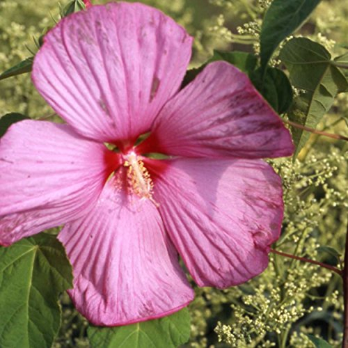 Blumixx Stauden Hibiscus moscheutos – Sumpfeibisch winterhart, mehrjährig, XXL-Blüten die in der Farbe variieren, Bienenfreundlich