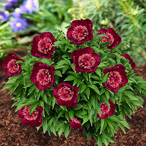 Pivoine à Planter Red Nippon - 1 Racine - Plante Vivace Extérieur - Grande Pivoine Hybride Rustique - Naturelle Plante de Hollande - Pour Jardin et Pot (pas de graines, non artificielle)