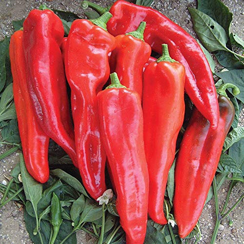 Sweet Pepper Seeds, Pointed Red Peppers, Heavy Cropping, Great for Salads and BBQs, Greenhouse & Patio, 1 x Pack of Pepper (Sweet) Thor F1 Hybrid 10 Seeds by Thompson & Morgan