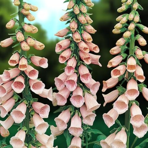 Carbeth Plants Digitalis Purpurea Excelsior Mixed 2 x 9cm Pot - Hardy Biennial Foxglove Plants - Cottage Garden Favourite for Summer Borders and Pollinators - Tall Spikes of Mixed Colours - UK Grown