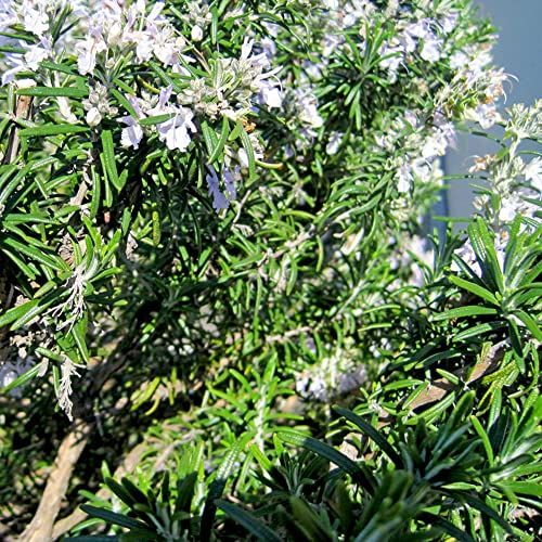 Rosmarin Samen Winterhart,Rosmarinus Officinalis,Rosmarin Pflanzen, Kräutersamen - Rosmarin Samen Bio Mehrjährig - Winterhart Rosmarin Pflanzen Baum, Bio Saatgut Rosmarin, Garten Geschen 100 Stück