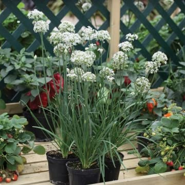Chives Gigabyte 20 seeds