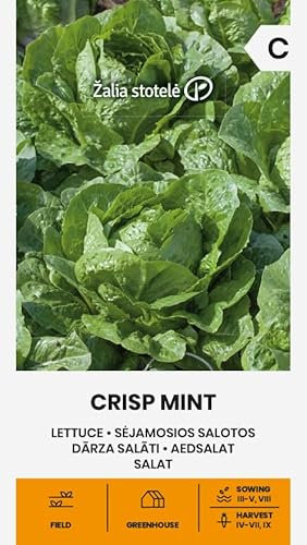 Zalia stotele | Salade - Graines CRISP MINT | Graines de légumes | Graines de salade | Graines de jardin | Cultivée du printemps à l'automne, Laitue romaine de la variété 'Little Gem' | 1 Paquet