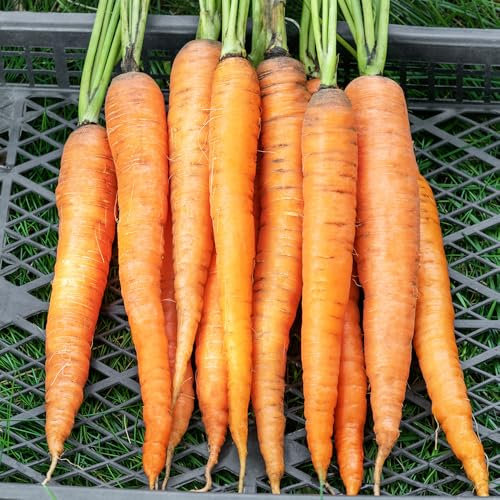 Carrot Autumn King 2 Seeds – Large, Sweet & Crisp Roots – High-Yield & Cold Hardy – Fresh Tasty Vegetables – for Your Kitchen Garden