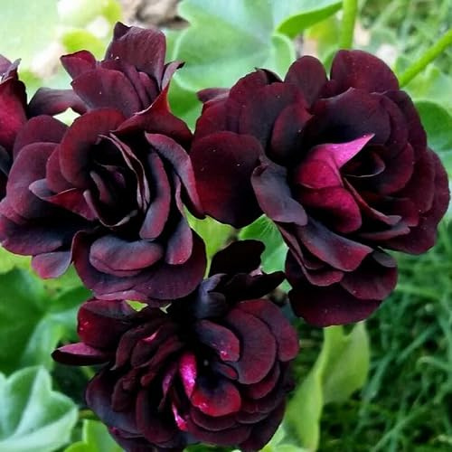 100 semi di geranio nero