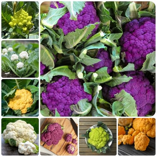 coliflor - Brassica oleracea - Camas elevadas el jardín semillas de coliflor Cultivo de trepadoras verdes orgánicas exóticas semillas trepadoras exóticas 300semillas