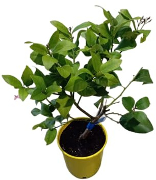 Árbol Frutal de Limón Planta Natural en Maceta 17cm Perfecto para el Exterior