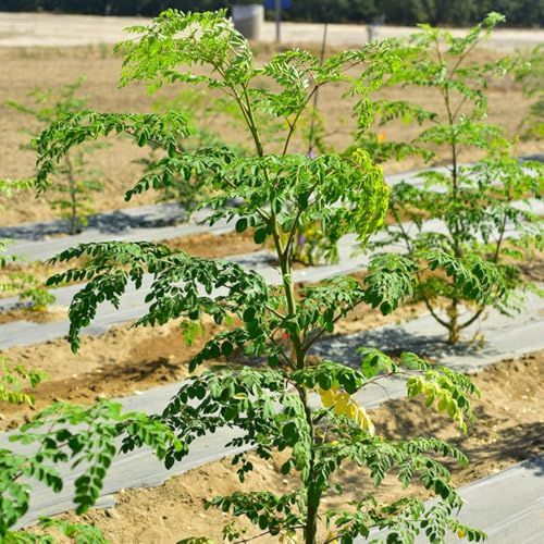 Moringa semi di giardino di giardino resistenti all'aperto semi selvatici 300pcs
