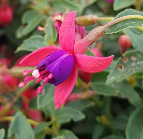 Fuchsia x 'Tom Thumb' / Fuchsia nain/Conteneur de 3 à 4 litres/Vivace