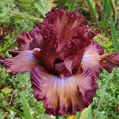 Iriszwiebeln, schöner Zierwert für Topfpflanzen, schöne 4, 9 Zwiebeln