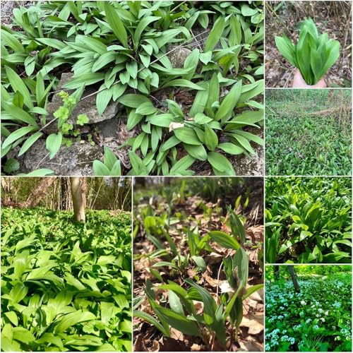 Comprar semillas de ajo silvestre semillas de ajo silvestre jardín sembrando en el balcón 400pcs