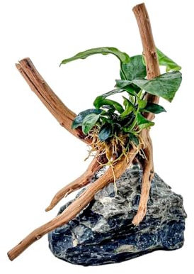 AquaOne Anubias Nana Plante sur racine de moorcie avec pierre Seiryu Décoration d'aquarium Plante aquatique Racine Roche Mini paysage Aquascaping Facile d'entretien