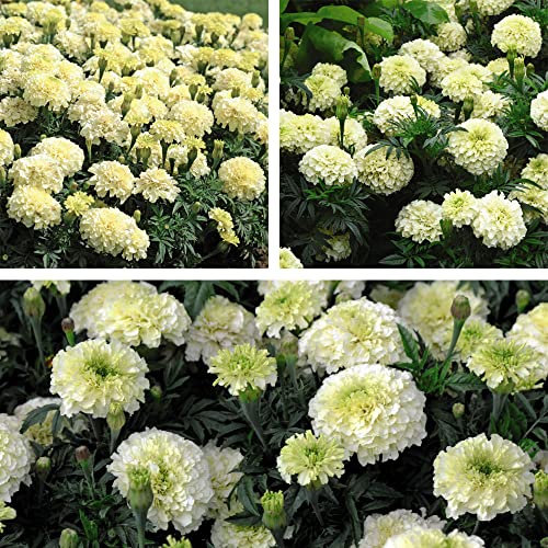 Marigold French Vanilla Garden Plant Half-Hardy Annual Flowering Garden Plants Easy to Grow Your Own 15x Garden Ready Plants by Thompson and Morgan