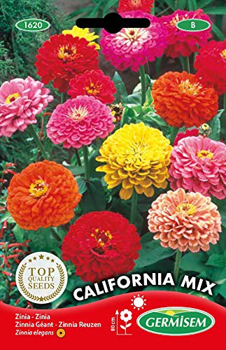 Germisem California Mix Graines de Zinnia 2 g EC1620 Multicolore