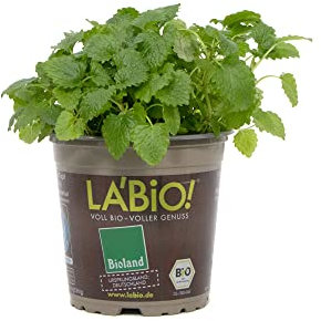 Melissa officinalis - Planta Natural Resistente y Fácil de Cultivar