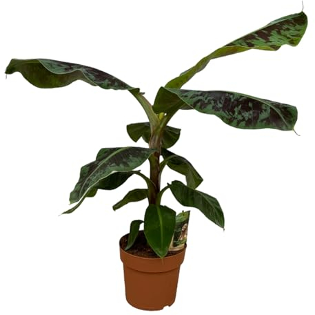 Trendyplants - Bananier - Hauteur 70-90 cm - Musa - Taille du pot Ø21cm