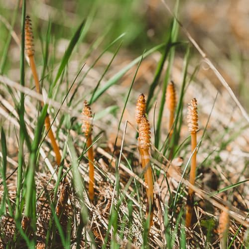 Semillas de hiemale de Equisetum, balcón de la cama de productos sustentables de jardín de semillas de culinarias 100pcs