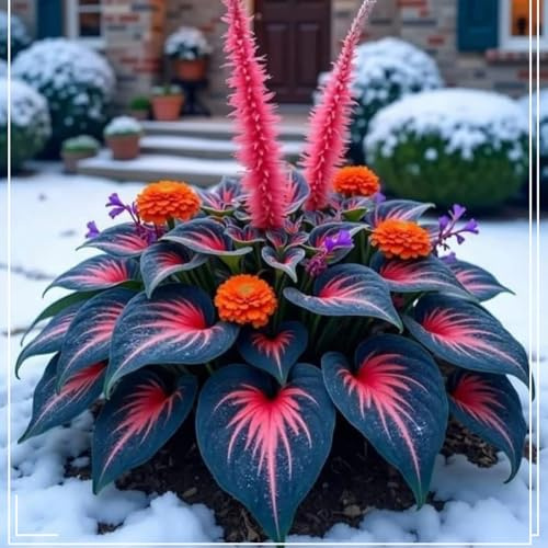Perenni,resistenti,splendente e vivace,Facile da curare,Rizoma hosta,Vari Colori,bellissima.-4Hosta-G
