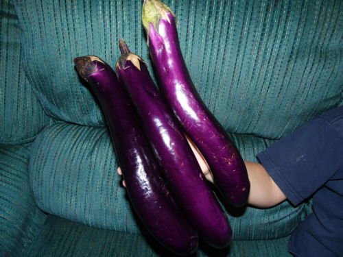 Aubergine chinoise violette longue Très grosse et très savoureuse ! VENEZ SH Paquet de 100 graines
