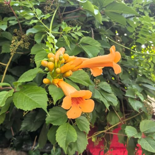 semillas de enredadera de trompeta, trepadora resistente, variedades antiguas jardín balcón perenne exóticas 200pcs