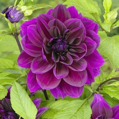 Votaniki Thomas Edison Dahlia Bulbs | Perennial, Large Blooms, Dahlia Flowering Bulbs for Planting - Huge Purple Blooms - Easy to Grow, Perfect for Cut (1 Pack)