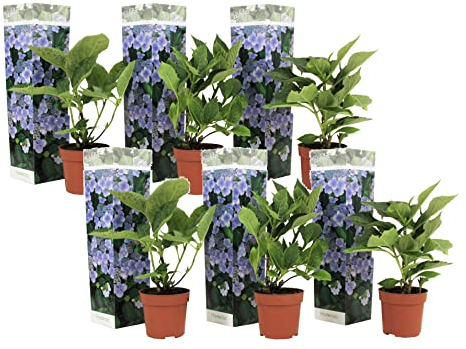 Plant in a Box - Hydrangea macrophylla teller 'Nizza' - Set de 6 - Hortensia - Plante jardin exterieur robuste fleurs bleu - Pot 9cm - Hauteur 25-40cm