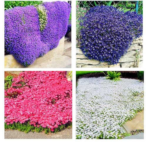 100 Graines de Thym Serpolet Rouge - Plante Vivace Couvre-Sol, Faciles à Planter, graines de thym rampantes, Fleurs Anciennes pour Jardin, Balcon et Parterre (Multicolore)