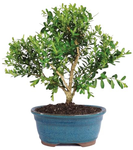 Brussel's Live Harland Boxwood Outdoor Bonsai Tree - 3 Years Old; 6 to 8 Tall with Decorative Container