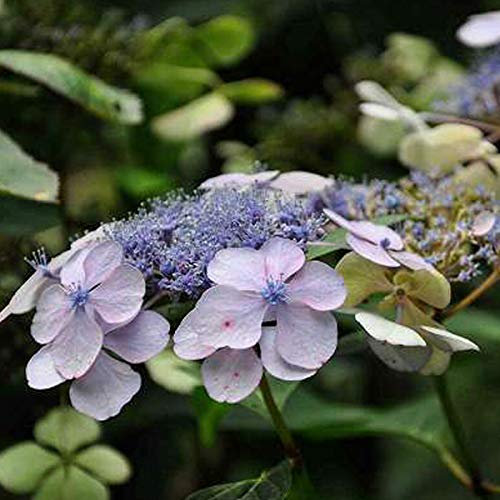 Hydrangea Serrata 'Bluebird'- Hortensia 'Bluebird' 25-30 cm en conteneur