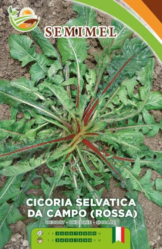 Cicoria Selvatica Rossa da Campo- Semi Ortaggio a Foglie Appuntite Rosse, Semina e Raccolto Stagionale, Adatta Tutto l'Anno 2 confezioni