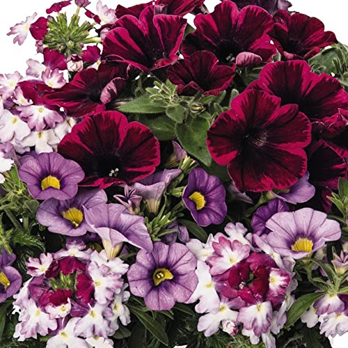 Trio Shocking Purple | Garden Ready Outdoor Bedding Hanging Basket Plants in Pots | Colourful Potted Flowering Varieties