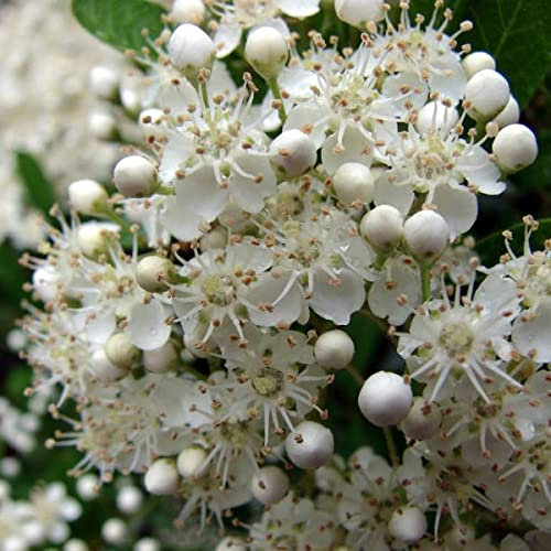 Pyracantha coccinea Baumsamen – Scharlachroter Feuerdorn, 20 Samen