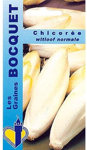 Sachet de graines de Chicorée Witloof normale - 6 g - légume feuille - LES GRAINES BOCQUET