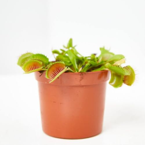 Verdecora Dionaea Muscipula - Venus atrapamoscas - Planta carnivora de interior en maceta de Ø10cm