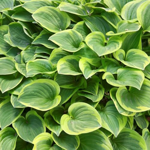6 x Hosta 'Golden Tiara' - Godet 9x9cm - Feuillage panaché jaune et vert, floraison estivale, bordures
