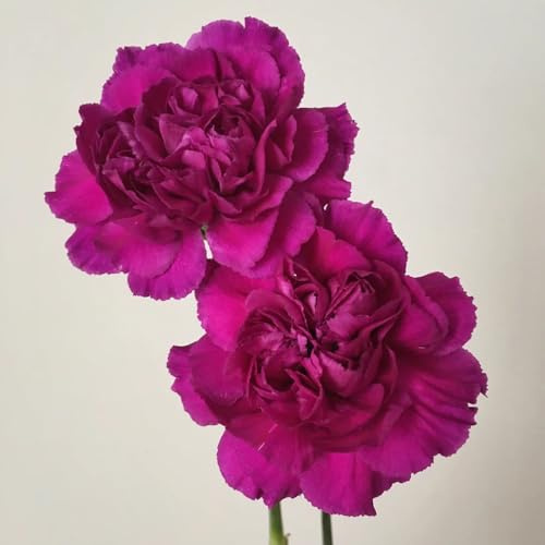 semillas de clavel perenne resistente, sombra claveles al aire libre resistentes para el jardín decorativas 40pcs