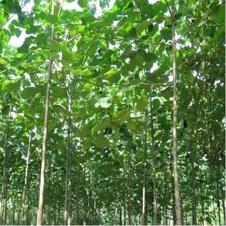 Portal Cool Arbre à croissance rapide Paulownia 200 Pcs