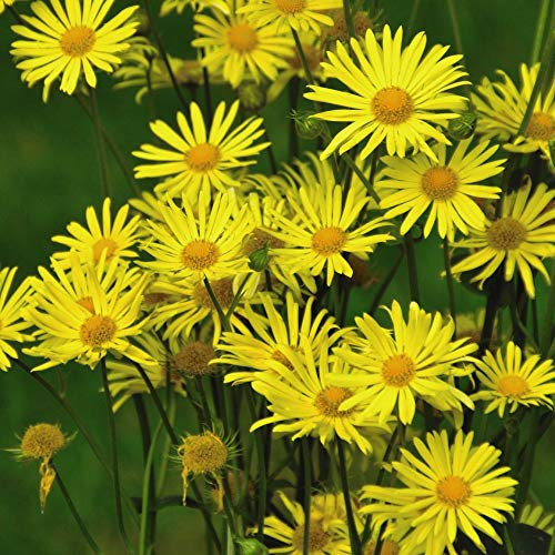 Doronicum caucasicum ‘Little Leo’ Garden Plant Hardy Perennial Flowering Garden Plants Easy to Grow Your Own 6X Plug Plants by Thompson and Morgan (6)