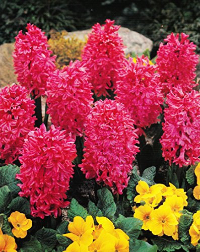 10 Hyazinthen Jan Bos duftend Blumenzwiebeln