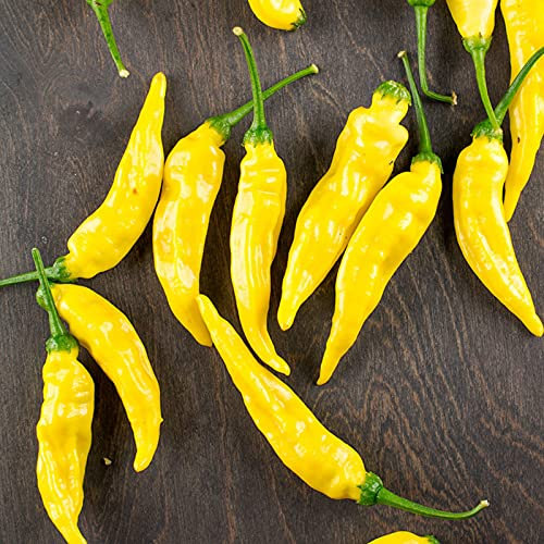 Variétés de graines de légumes - 100Pcs / Sac Graines de piment jaune Croissance rapide Plants de légumes comestibles vivaces pour balcon Enfants Débutants Jardiniers Cadeau -1#