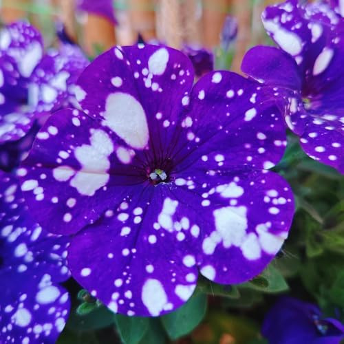 semi di petunia - rari perenni giardino pascolo resistenti decorative 300pcs