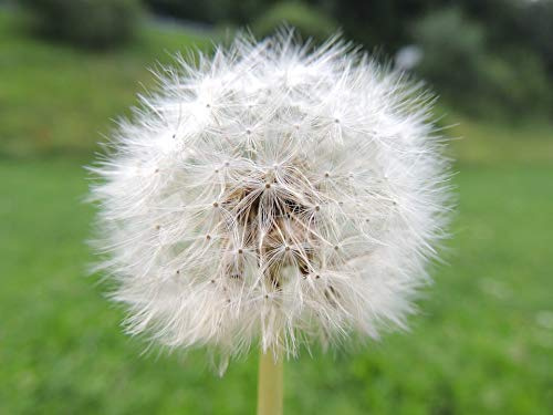 Home Comforts Incomplete Seeds Summer Flower Dandelion Meadow-20 Inch By 30 Inch Laminated Poster With Bright Colors And Vivid Imagery-Fits Perfectly In Many Attractive Frames